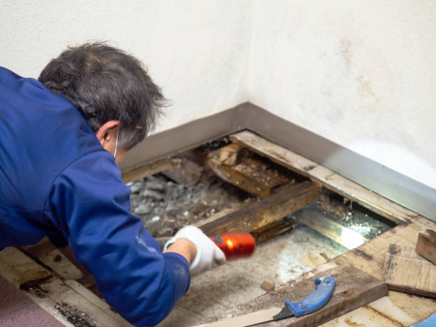 Attic Mold Removal in Susquehanna Trails, PA