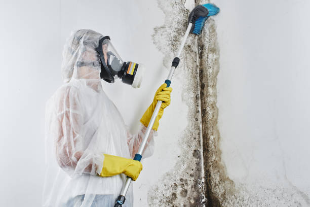Best Certified Mold Removal  in Susquehanna Trails, PA