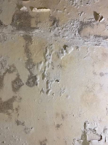 Best Attic Mold Removal  in Susquehanna Trails, PA